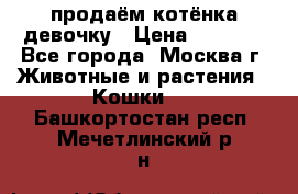 продаём котёнка девочку › Цена ­ 6 500 - Все города, Москва г. Животные и растения » Кошки   . Башкортостан респ.,Мечетлинский р-н